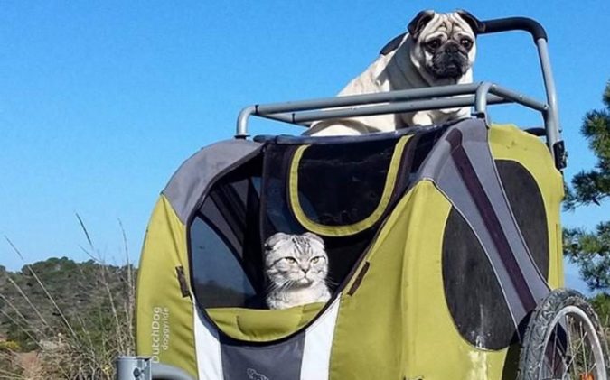 Bandito the pug and Luigi the cat