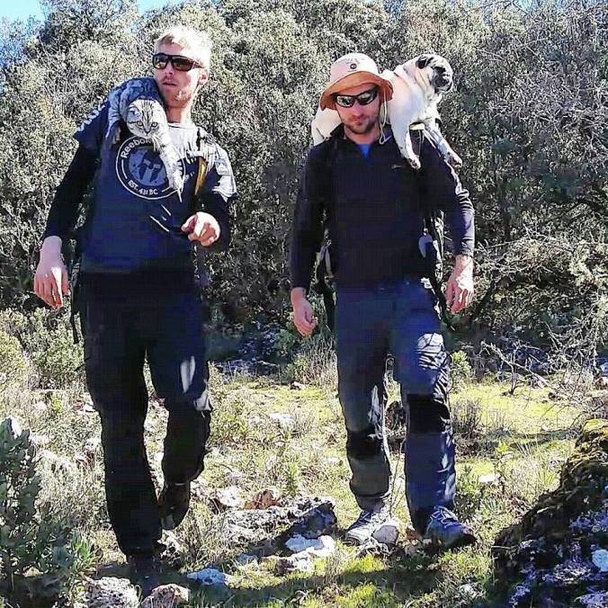 Finn and Luigi with Sebastian and Bandito on the big walk! Photo credit to Pugandcat.