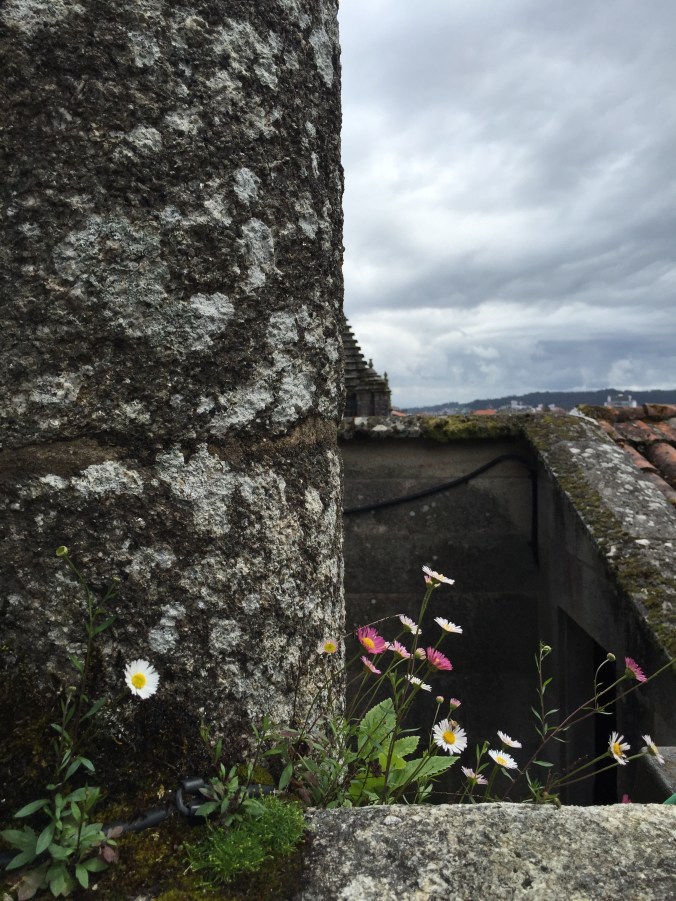 Wildflowers grow on the rooftop!