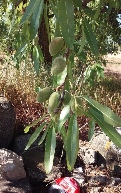 An almond tree