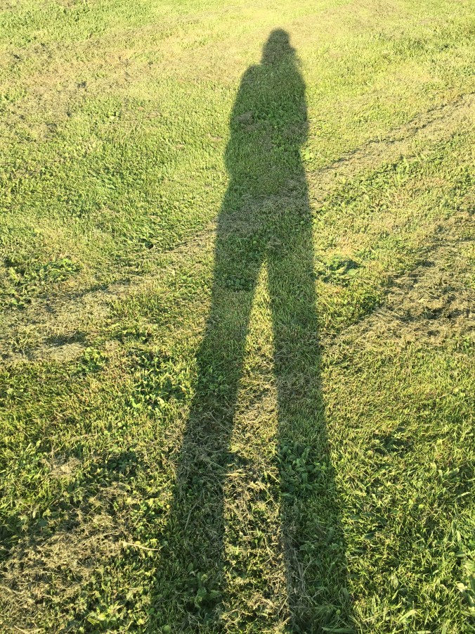 Long afternoon shadow on freshly mowed grass