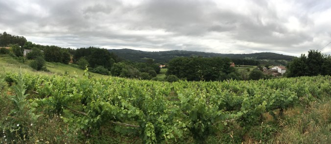 Walking through wine country