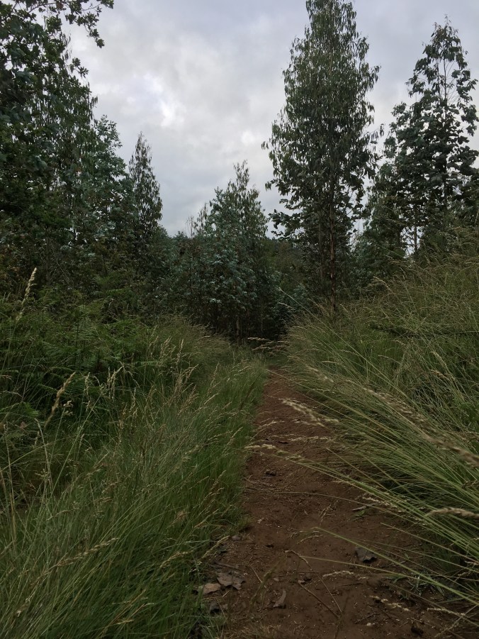 The grasses were tickling my bare legs as I walked through this narrow path