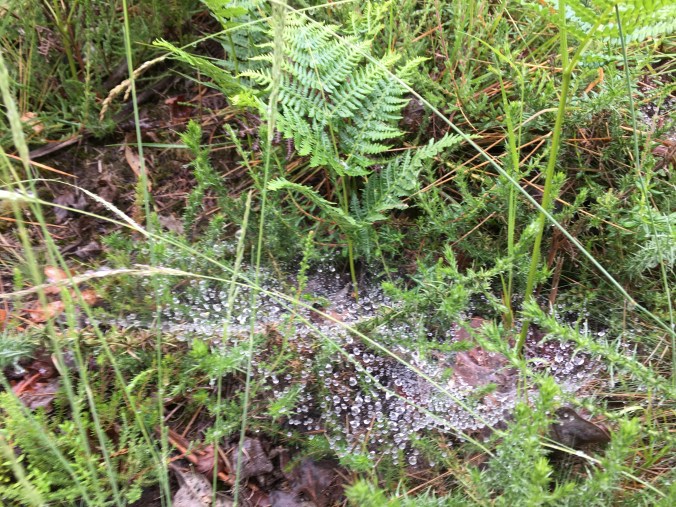 Dewdrops on a spiderweb