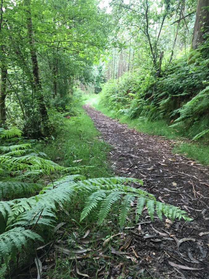 I just love walking through the forest