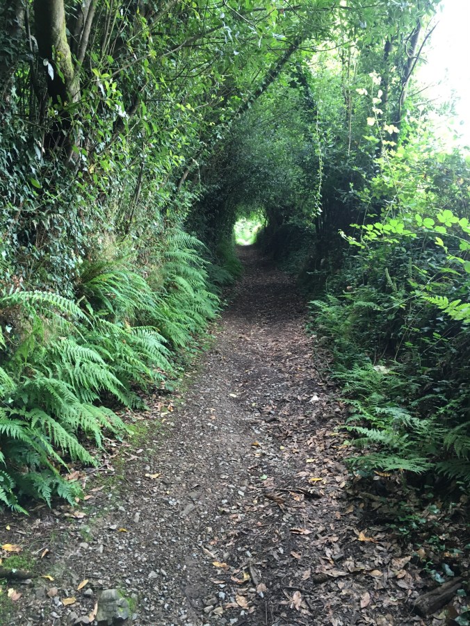 It was an absolutely gorgeous walk with tree tunnels, ferns and foxgloves