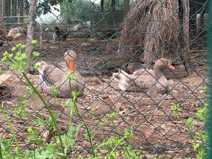Ducks and chickens on the way to the albergue