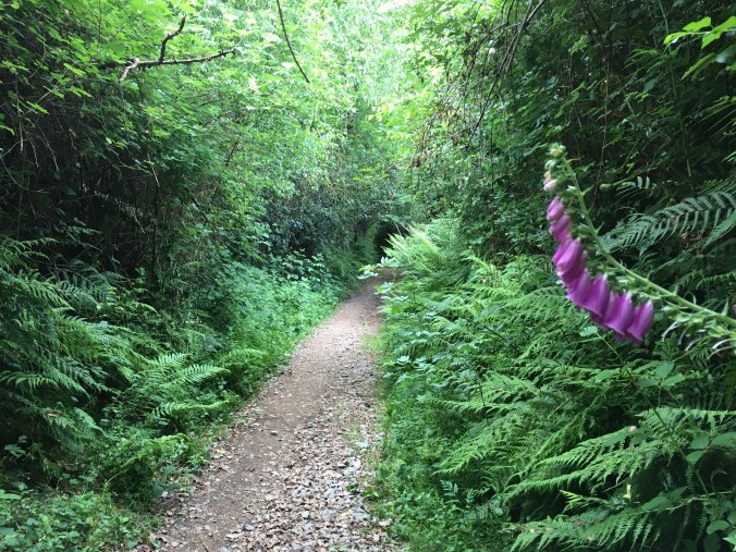 We were lucky to pass through one last tree tunnel before entering the endless tree farm.