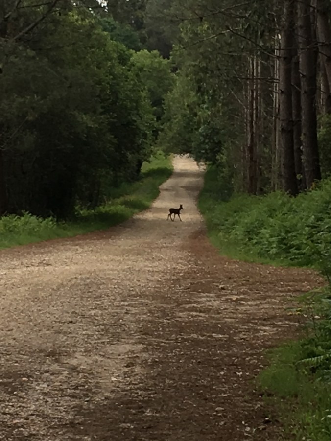 By far the best thing on this section was seeing my first deer on this Camino!