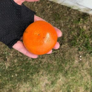 Tangerine